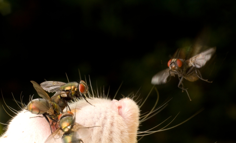 Blow fly coming in to land on a rat corpse (Photo: Sean McCann)